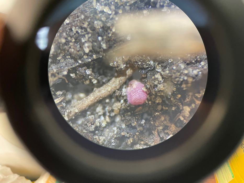 Ground pearl female