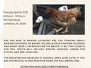 How to Raise Backyard Chickens The Basics