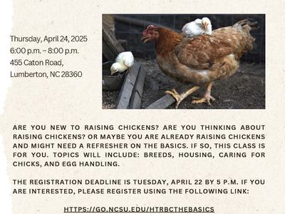 How to Raise Backyard Chickens The Basics