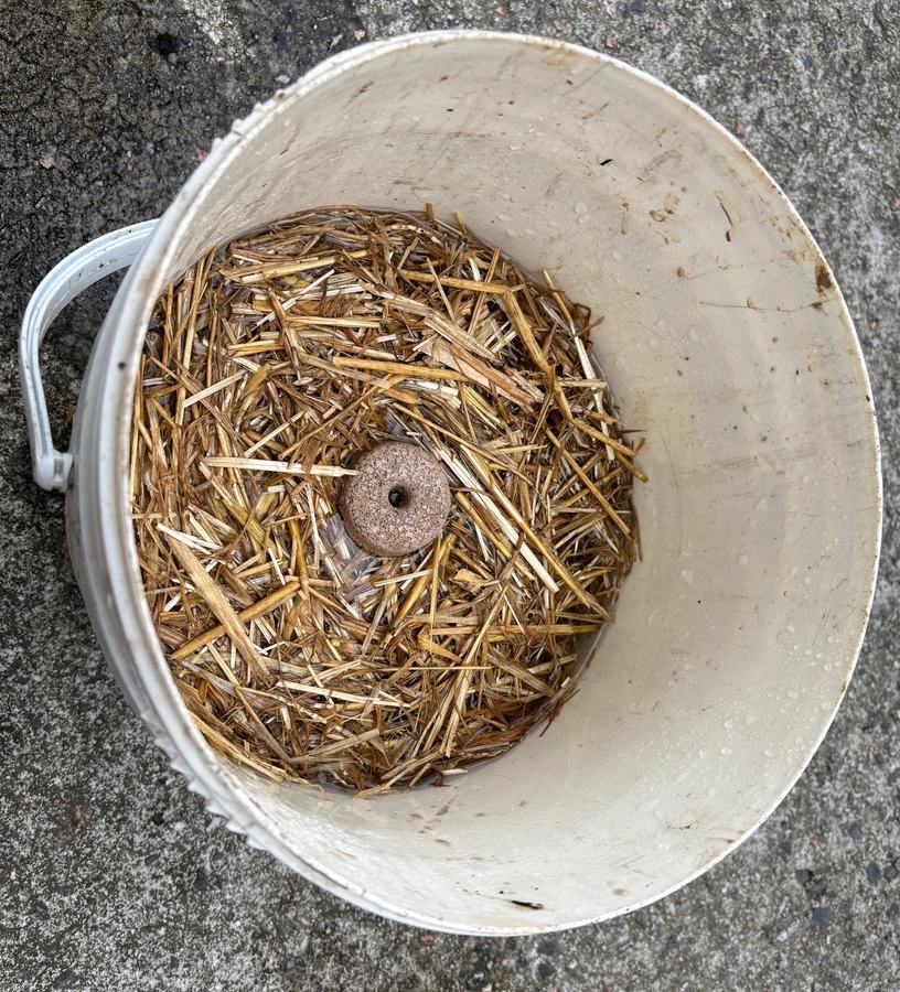 Mosquito Dunk in a bucket of wet straw.