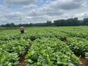 Person walking through rows of green soybean plants carrying a basket under cloudy sky