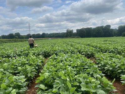 Person walking through rows of green soybean plants carrying a basket under cloudy sky