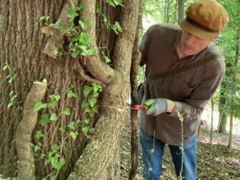 Person in cap cutting vine with pruning shears at base of large tree in a forest