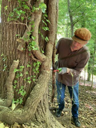 Person in cap cutting vine with pruning shears at base of large tree in a forest
