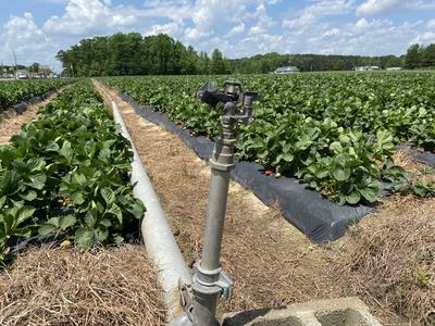 Sprinkler head on metal riser beside rows of strawberry plants in a field