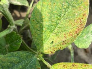 Soybean leaves with yellowing and numerous small brown rust-like spots