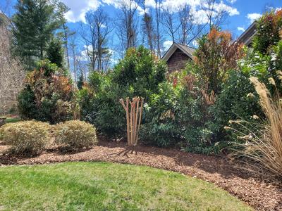 Cherry laurels dying