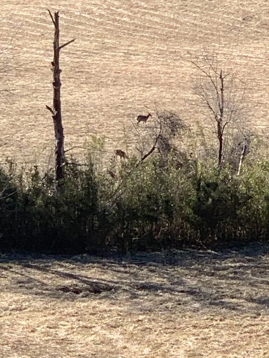 Deer eating grass in a farm field in the winter partially hidden by rivercane, a bamboo native to the SE US