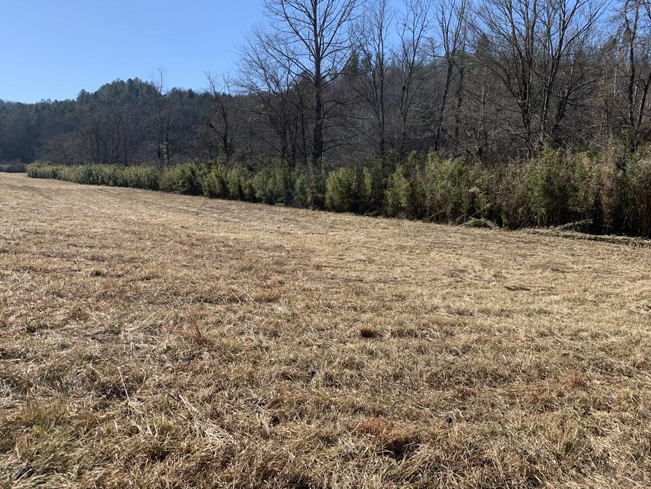 Farm field in winter with a stand of native rivercane growing at the edge.