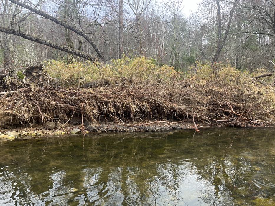 Patch of rivercane with soil eroded from 4 feet underneath.