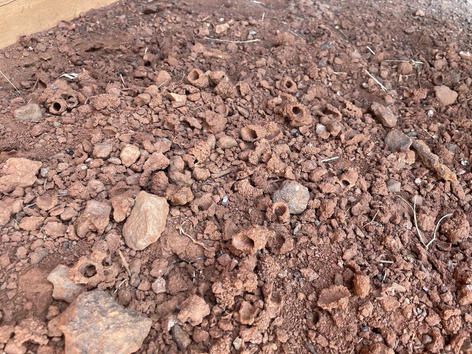 A wide shot of clay soil is shown with many clay turrets, denoting the entrance for an Anthophora nest.