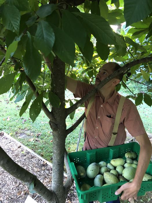 Person picking green mangoes into a green crate beneath tree foliage