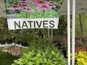 Native Plants at a plant sale