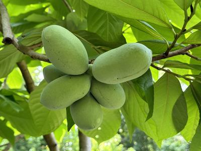 Cluster of green oval fruits hanging from a leafy branch