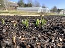 Green seedlings sprouting from mulch in a garden bed with greenhouses beyond