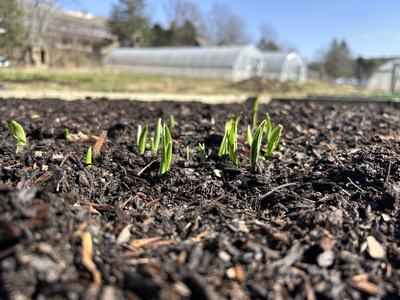 Green seedlings sprouting from mulch in a garden bed with greenhouses beyond