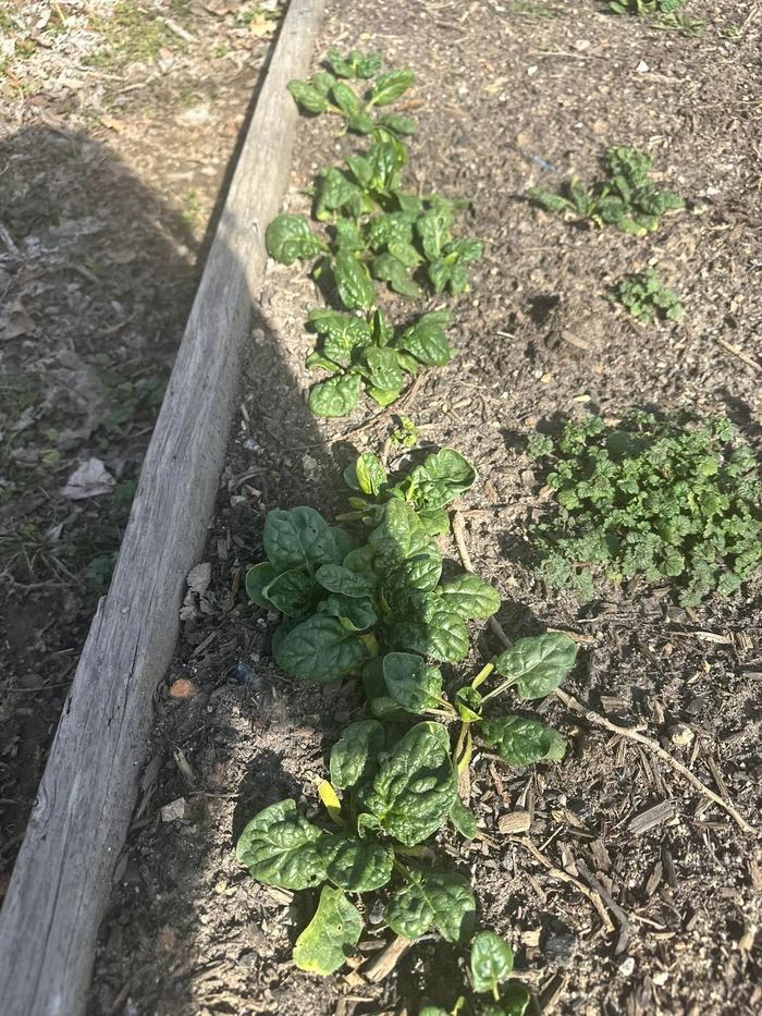 Green leaves emerge from the ground.
