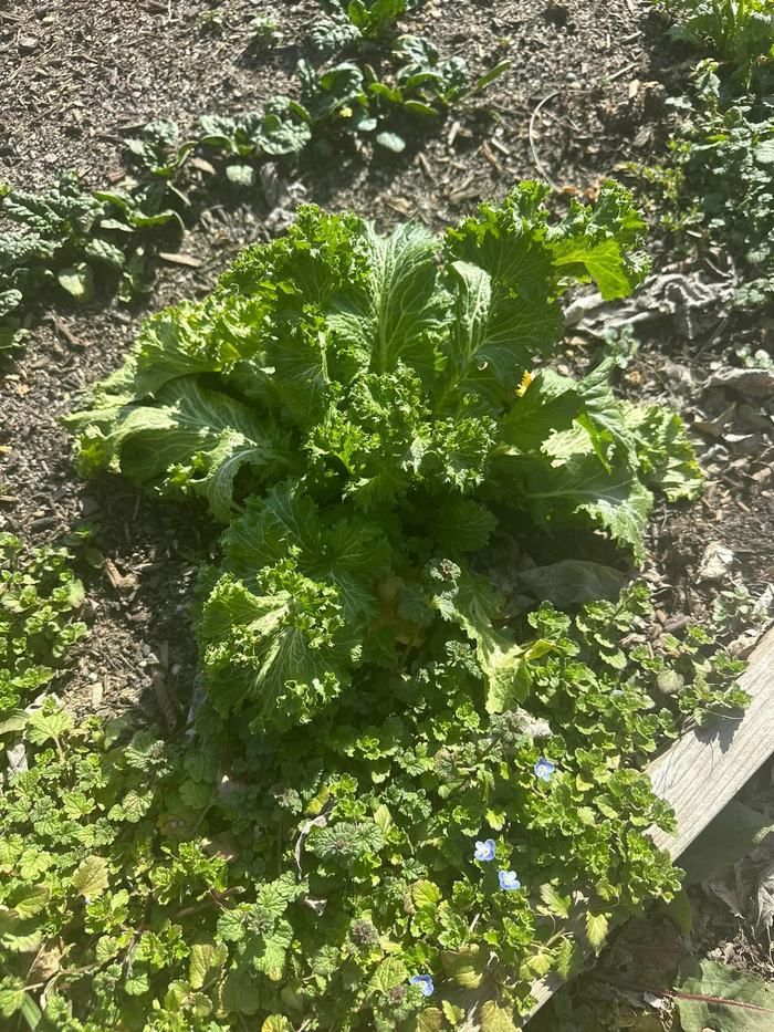 Lettuce and other vegetables grow.