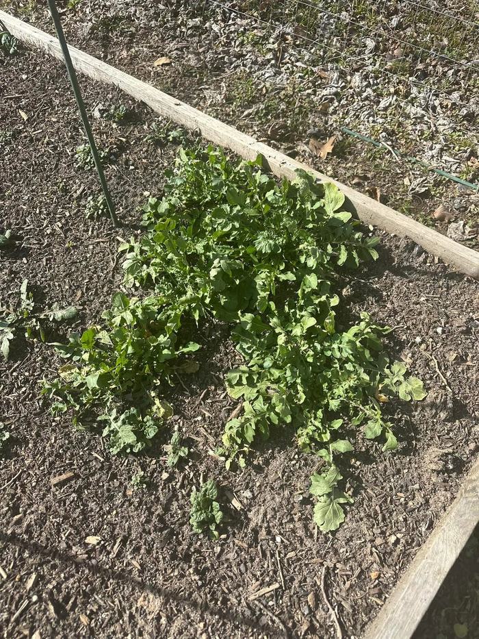 Leaves growing from a community garden.
