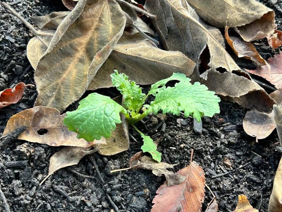 Plants grow among dead leaves.