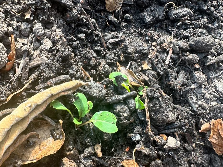 Seedlings emerging from soil.