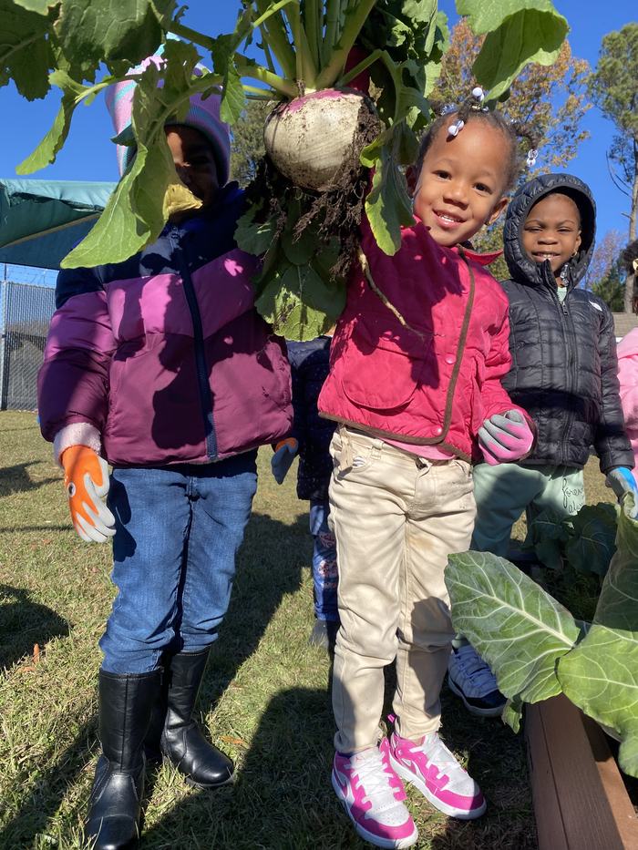 A child pulls a turnip from the ground.