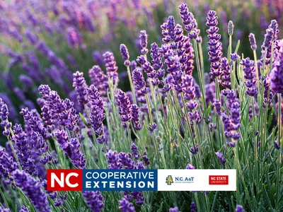 lavender plants