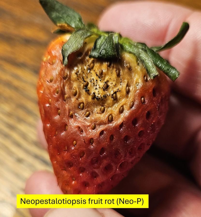 A rotten yellowed strawberry with the caption Neopestalotiopsis fruit rot (Neo-P)
