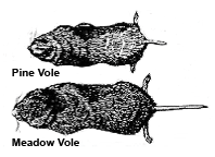 example image of a Pine Vole and a Meadow Vole
