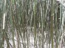 View from inside a patch of bamboo native to North Carolina with 10 foot tall green stems.