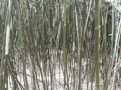 View from inside a patch of bamboo native to North Carolina with 10 foot tall green stems.