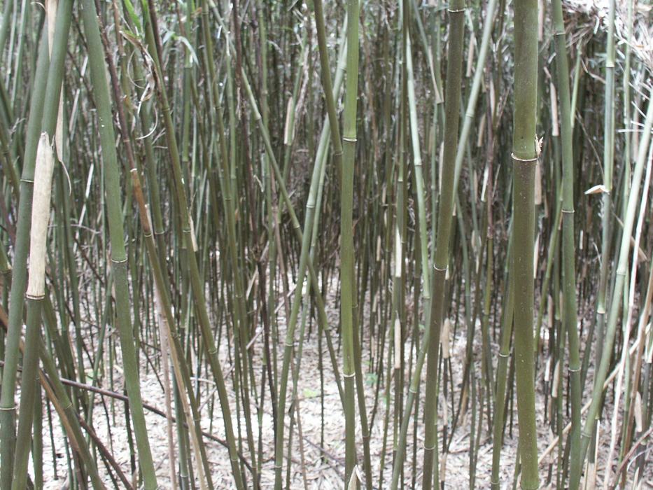 View from inside a patch of bamboo native to North Carolina with 10 foot tall green stems.