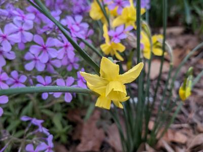 Daffodils are the heralds of spring