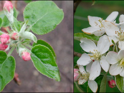 Photo showing pink bud and bloom phenology stages in apple