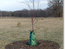 planted fruit tree