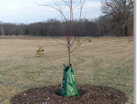 planted fruit tree