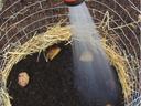 Potato tower watering