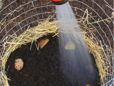 Potato tower watering