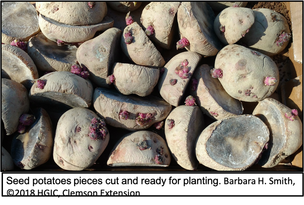 Cut seed potato pieces prepared for planting, showing visible eyes. Photo credit: Barbara H. Smith, 2018 HGIC, Clemson Extension.
