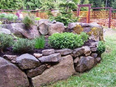 Raised stone garden bed with herbs and shrubs in front of a wooden lattice fence and gate