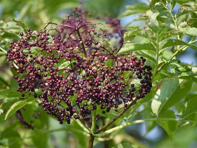 purple berry with green leaves