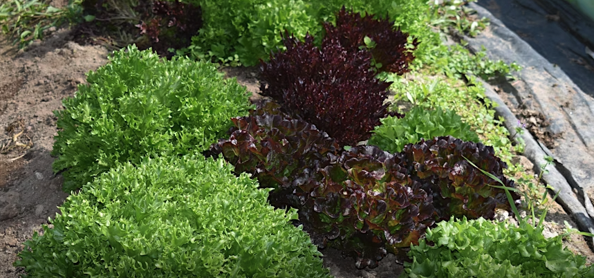 Red and Green heads of lettuce growing in a field