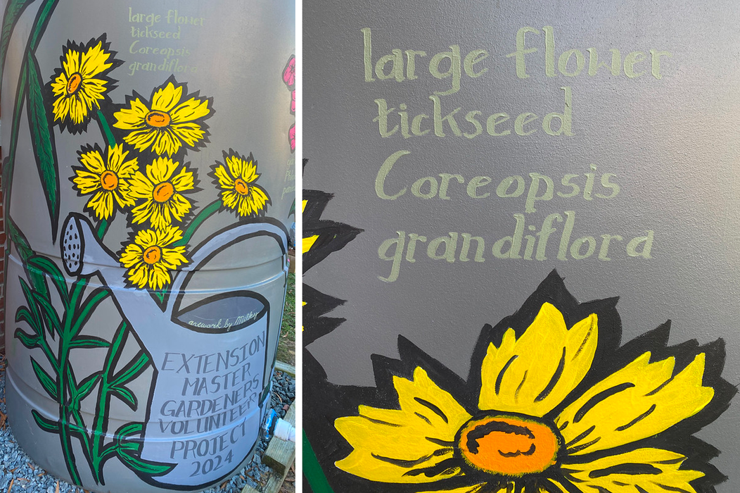 large flower tickseed cistern paintings
