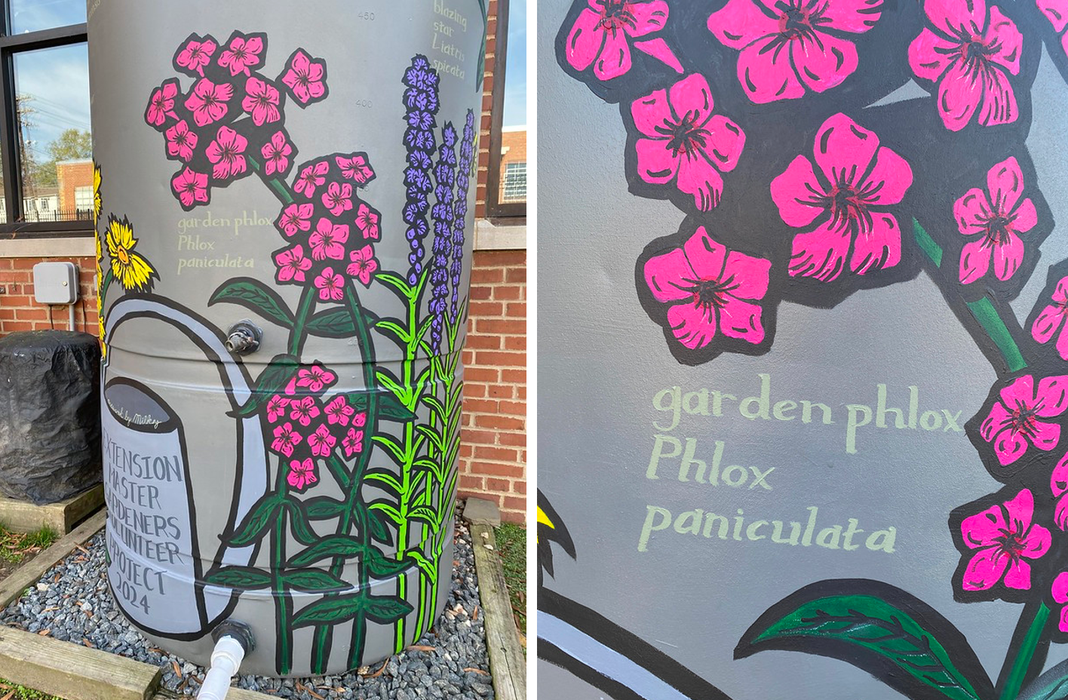 garden phlox cistern paintings