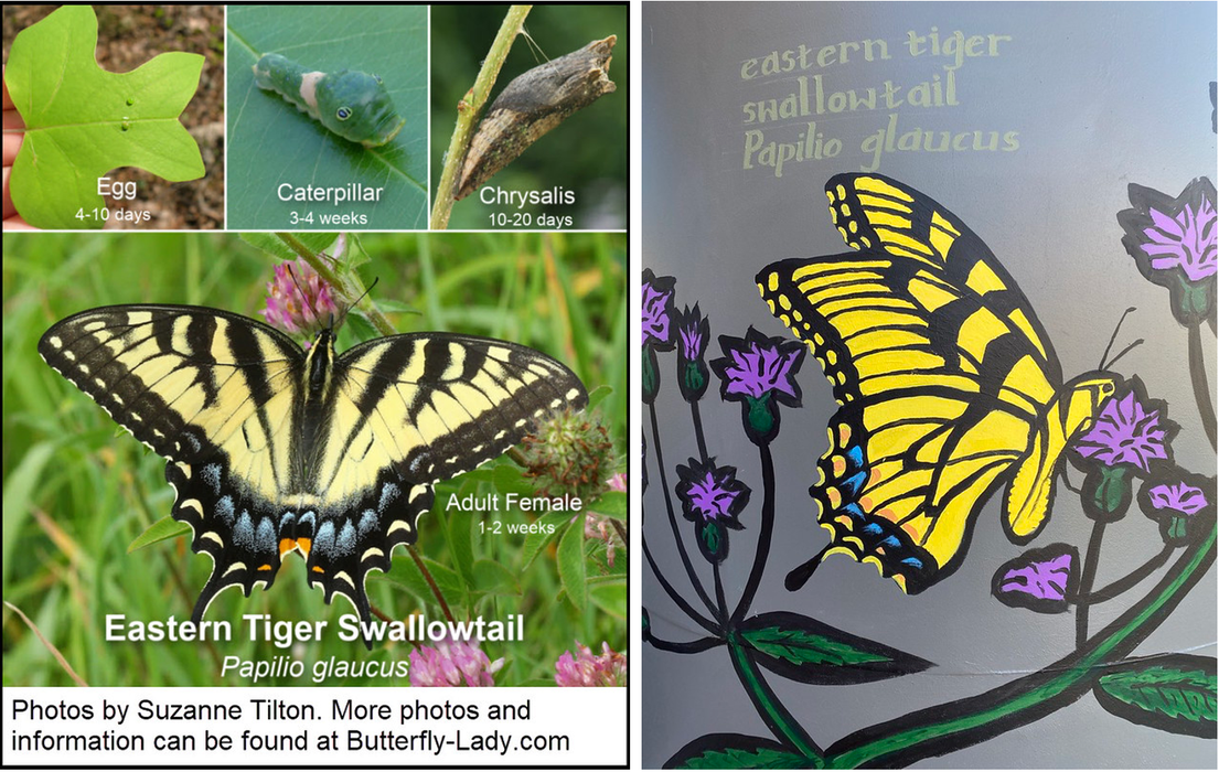 eastern tiger swallowtail cistern paintings