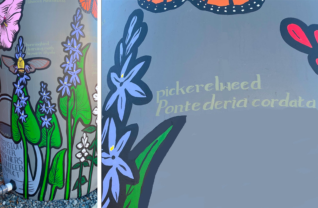 pickerel weed cistern paintings