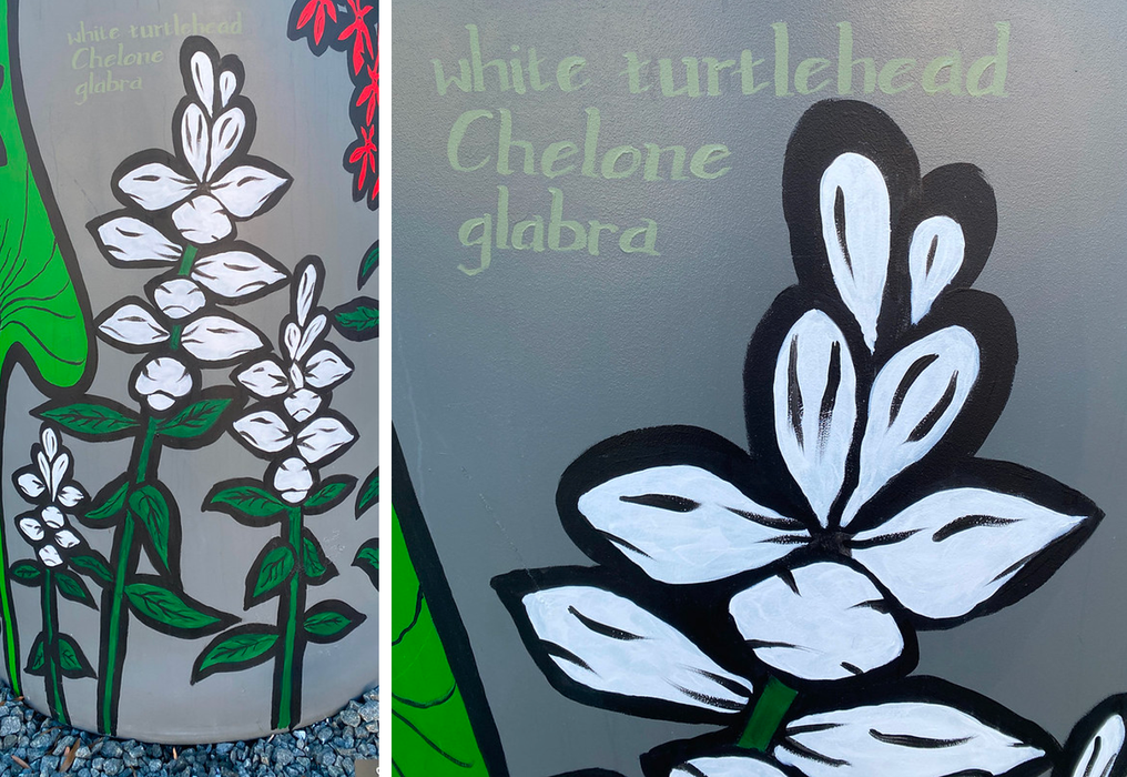 white turtlehead cistern paintings