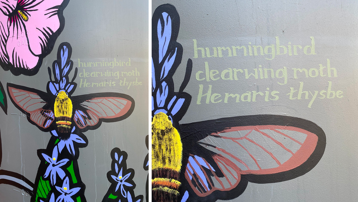 hummingbird clearwing moth cistern paintings