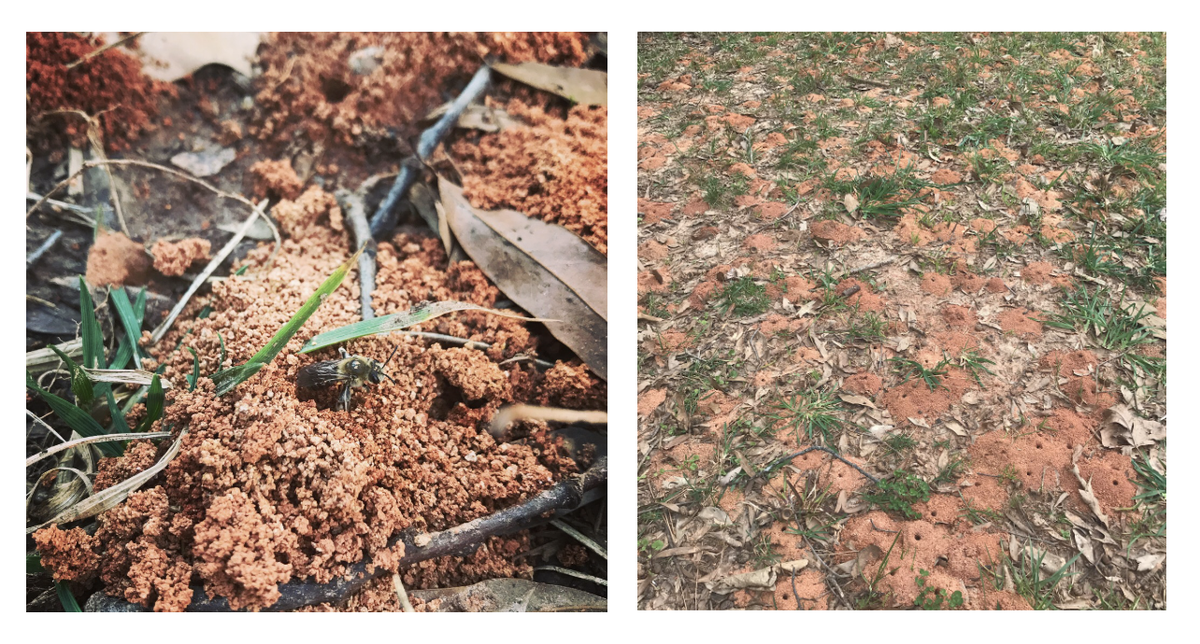 Left image shows a rust colored dirt mound with a small bee in the middle. Right image is a wide shot of a nesting aggregation with many rust colored dirt mounds scattered among patchy grass.