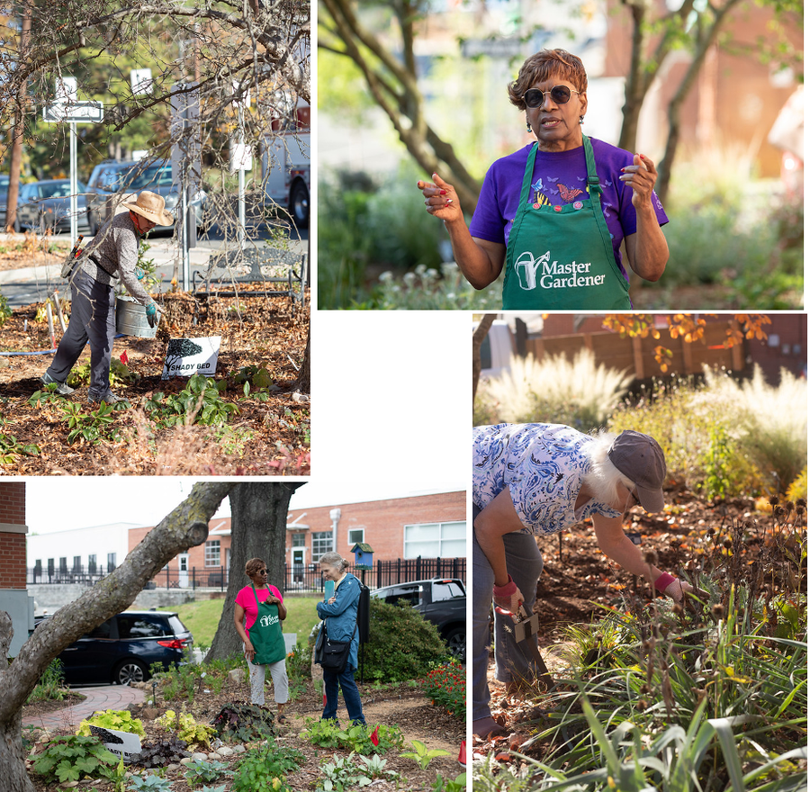 pictures of the demo garden, focusing on volunteers